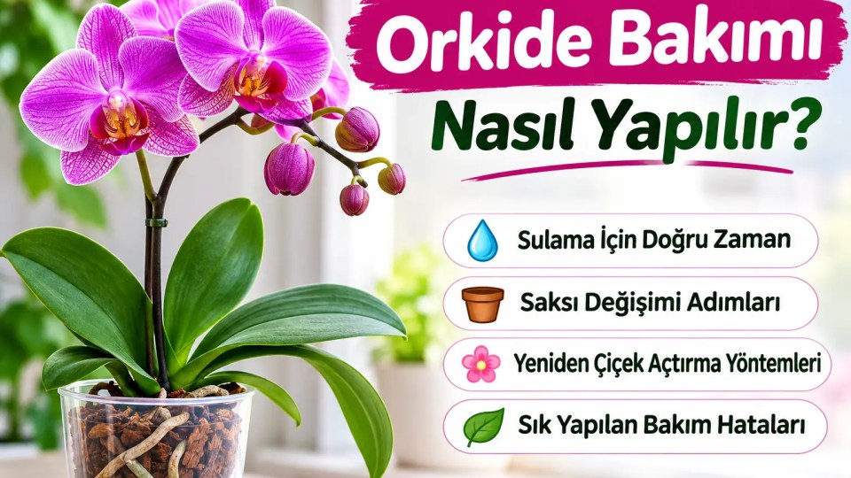 Orkide Bakımı Nasıl Yapılır? Sulama, Saksı Değişimi ve Yeniden Çiçek Açtırma