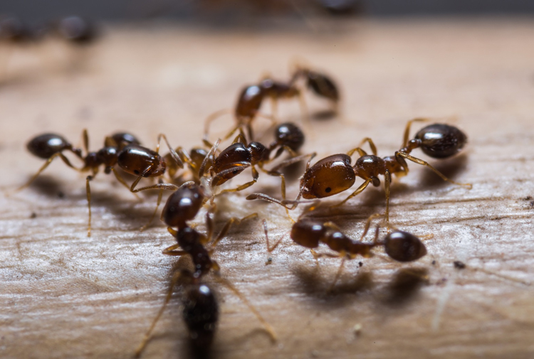 Karıncaları Öldürmeden Evden Uzaklaştırma Yöntemleri
