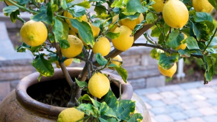 Evde Limon Ağacı Nasıl Yetiştirilir?