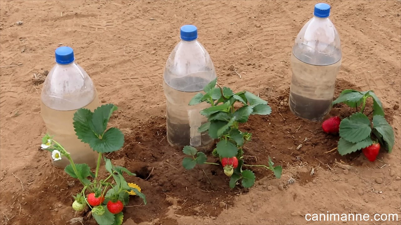 Pet şişede domates yetiştirmek ve kolay sulama yöntemi